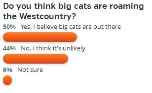 poll - big cats - western morning news